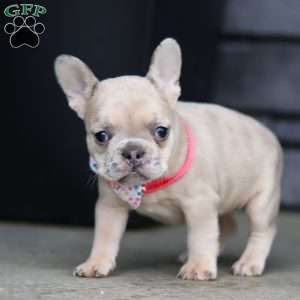 Cara, French Bulldog Puppy